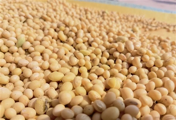 大豆不只能做豆腐!清華團(tuán)隊(duì)把大豆做成固態(tài)電池電解質(zhì) 安全且環(huán)保 大豆不只能做豆腐!清華團(tuán)隊(duì)把大豆做成固態(tài)電池電解質(zhì) 安全且環(huán)保